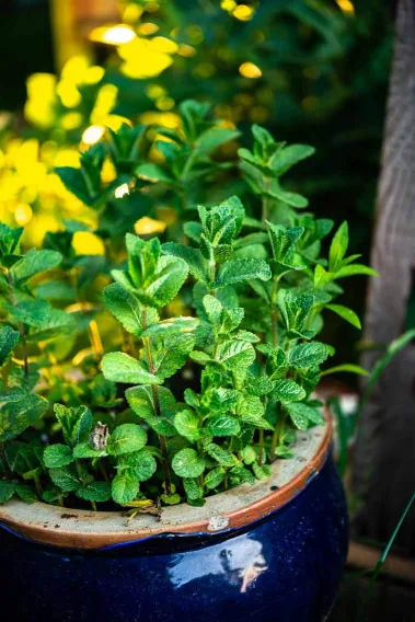 Gartenküche - Sebastian Schollmeyer