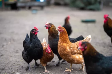 Florian Fuhrmann - Sebastian Schollmeyer