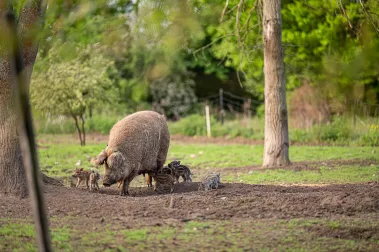 Skotty macht Salsiccia - Sebastian Schollmeyer