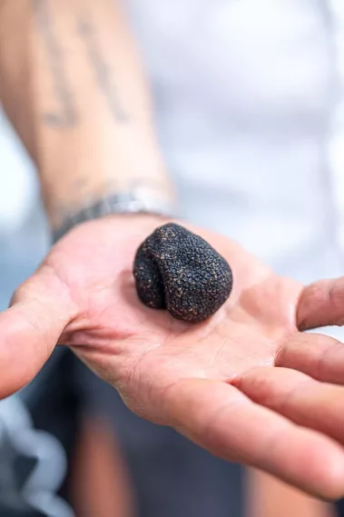 Valentin Thesing - Die kleine Linde - Sebastian Schollmeyer